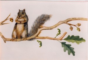 squirrel branch (animals)