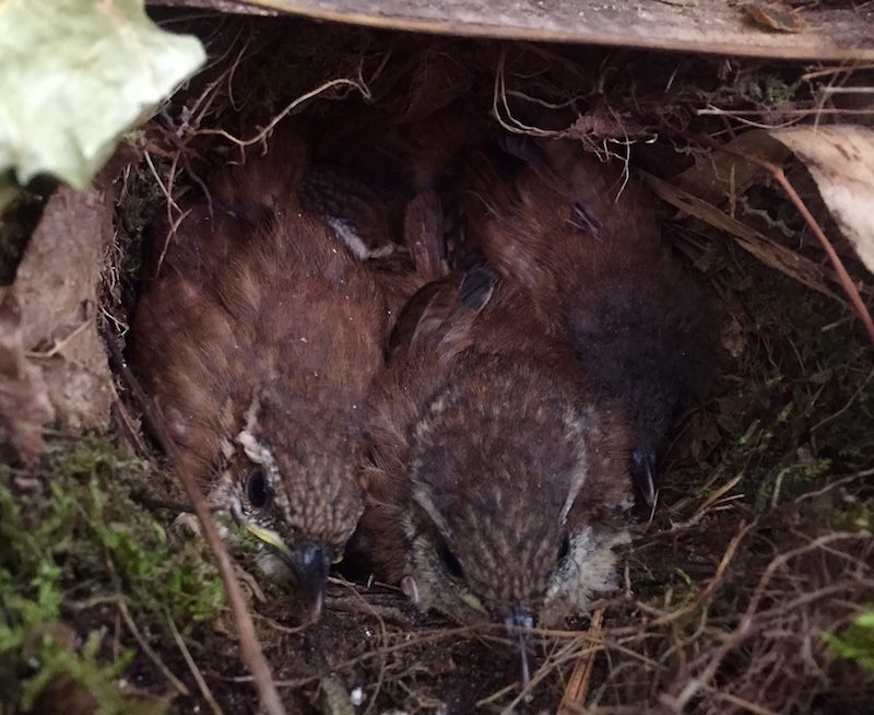 wren fledgelings in nest
